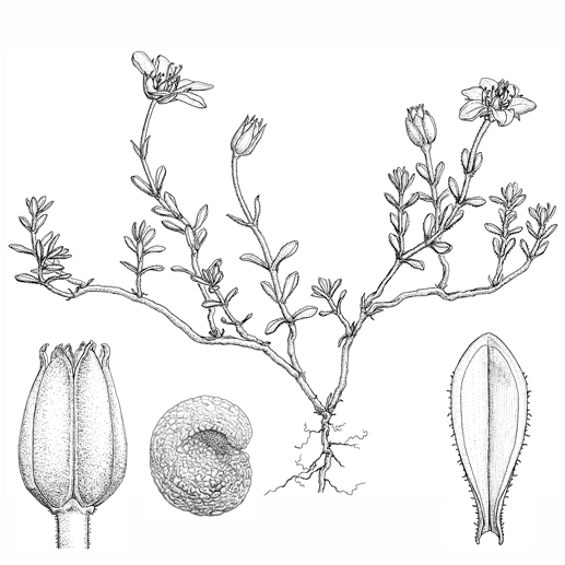 Arenaria bernensis